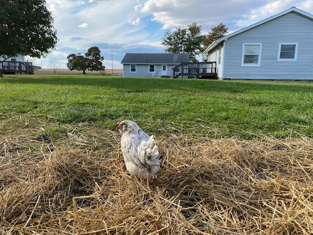 tammythechicken