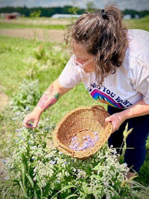Xandra_harvesting borage
